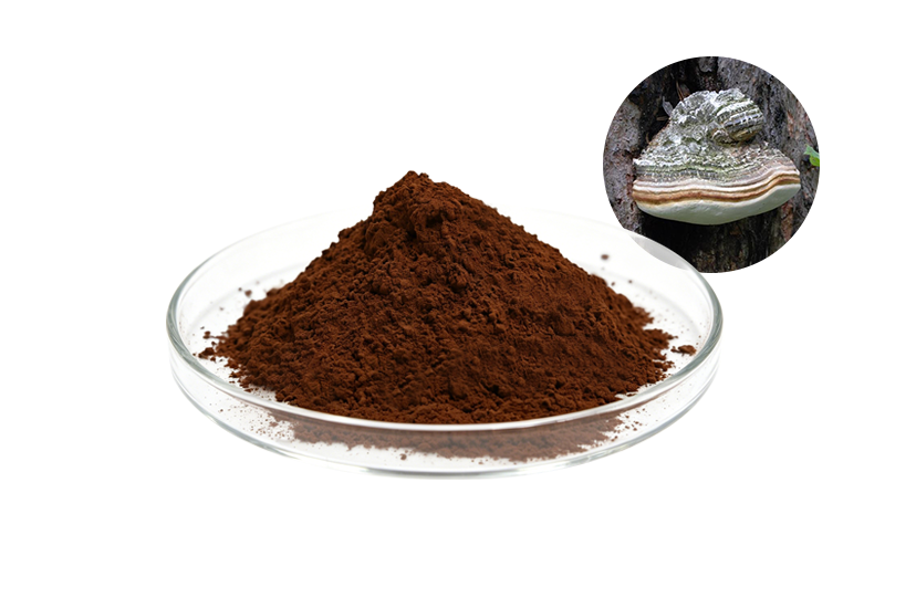Best Chaga Mushroom Extract